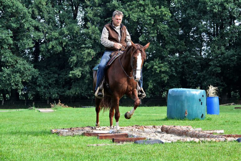 Working Equitation Trail Kurs