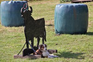 Read more about the article Ausschreibung Turnier „Gaited Worker“ 30. und 31. Juli 2016