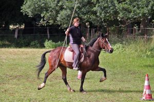 Read more about the article Zeitplan Hausturnier 2017 Gaited Worker